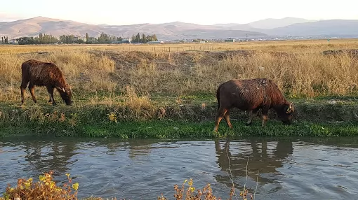 Vangölü Turizm Ağrı Merkez