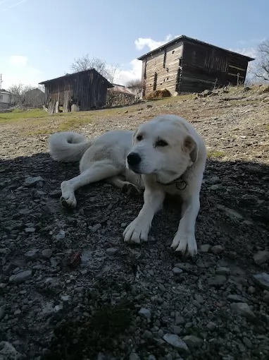 Kastamonu Pınarbaşı ÜYÜKÖREN Kastamonu Pınarbaşı