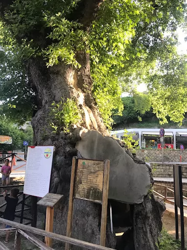 Hikmet Dönmez Restoran Hatay Samandağ