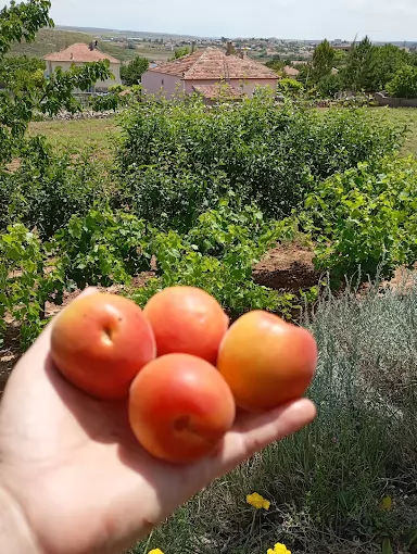 Sırça Köşk Yozgat Yenifakılı