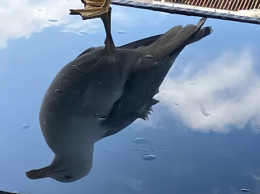 Demirdöküm Boduroğlu Sinop Merkez